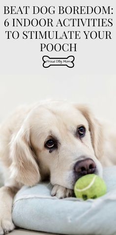 Indoor Dog Activities, Lou Dog, Dog Boredom, Dog Games, Indoor Dog, Dog Hacks, Web Images, Dog Care Tips, Indoor Play