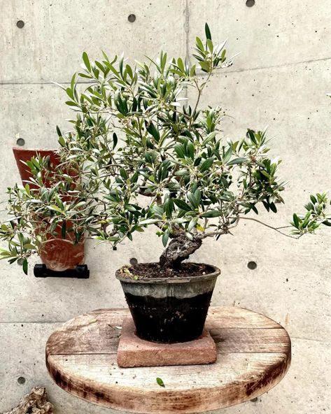 Olive Bonsai (Olea europaea) Growth and Care Explained Olive Bonsai Tree, Big Bonsai Tree, Olive Bonsai, Olea Europaea, Olive Tree Bonsai, Oak Bonsai, English Oak Bonsai, Buy Bonsai Tree, Olive Plant