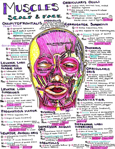 Chronic Obstructive Pulmonary Disease study guide | Notes Scalp Anatomy Notes, Muscles Notes Anatomy, Muscle Notes Anatomy, Internal Medicine Notes, Slp Study Notes, Kinesiology Notes, Anesthesiologist Notes, Embryology Notes, Scalp Anatomy