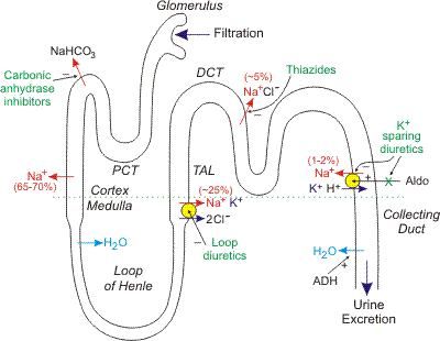 This shows the route filtrate takes to be becoming urine. It begins in the glomerulus, then to the proximal convoluted tubule, Loop of Henle, distal convoluted tubule and lastly the collecting duct. Diuretics Natural, Diuretics Pharmacology, Diuretics Nursing, Pharmacy School Study, Renal Physiology, Loop Of Henle, Nursing Pharmacology, Med Surg Nursing, Vet Medicine