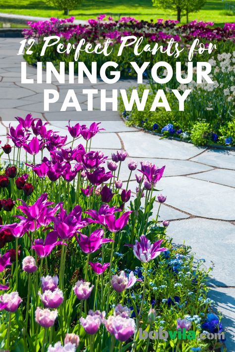 12 Perfect Plants for Lining Your Pathway Walkway Garden Flower Beds, Flowers For Walkway Front Yards, Lined Walkway Landscaping, Walk Way Flowers Pathways, Lining Driveway With Plants, Sunny Walkway Landscaping, Flower Lined Walkway, Sunny Border Plants, Best Plants To Line Driveway