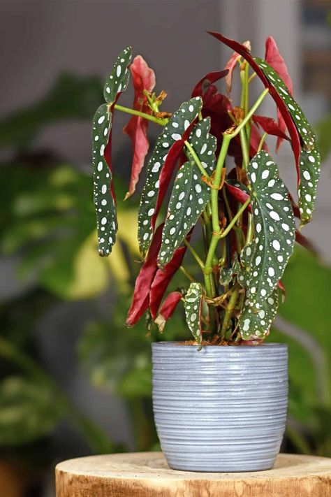 Begonia Maculata - Polka Dot Begonia Polka Dot Begonia, Cyperus Papyrus, Begonia Maculata, Small Indoor Plants, Dark Green Background, Smart Garden, Easy Care Plants, Ceramic Flower Pots, Starter Plants