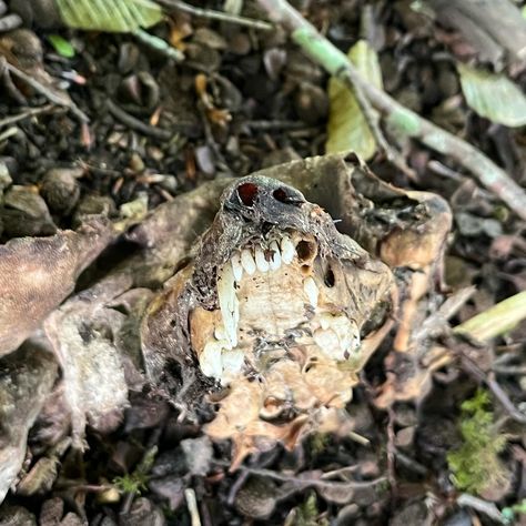 Really cool fox find! Half mummified really interesting to see the skull with skin like this. At first i really wasn’t sure what i was looking at😆 Animal Skull Aesthetic, Art With Animal Bones, Bone Hunting, Real Animal Skull Art, Animal Skulls In Nature, Fox Bones, Fox Skull, Dead Animals, Bat Dog