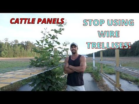 Blackberry & Raspberry Trellis Build \ D.I.Y. - YouTube Berry Trellis, Growing Blackberries Trellis, Black Raspberry Trellis, Raspberry Trellis Ideas, Thornless Blackberry Trellis, Blackberry Bush Trellis, How To Grow A Blackberry Bush, Propagate Blackberries, Blackberry Trellis