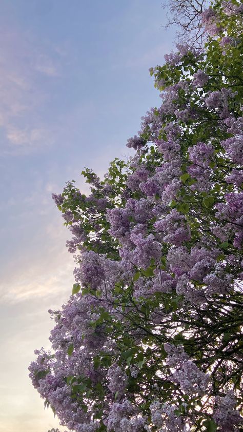 Pretty Purple Flowers, Lilac Plant, Zestaw Ikon, Lilac Tree, Nothing But Flowers, Flower Therapy, Pretty Purple, Lilac Flowers, Highlight Covers