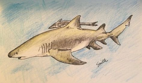 Lemon Shark Drawing, Shark Habitat, Lemon Shark, Fish Sketch, Shark Drawing, Lemon Trees, Marine Biology, Drawing Inspo, Wildlife Art