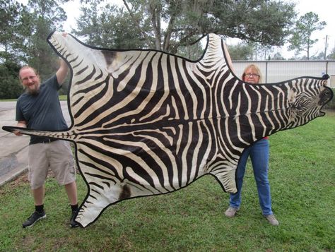 108" x 82" A-Grade Real Zebra Skin Rug with felt backing - you are buying the zebra hide pictured for <font color=red> $1200.00 </font> (Adult Signature Required) Faux Zebra Rug, Safari Room Ideas, Zebra Skin Rug, Animal Print Furniture, Zebra Hide, Alpona Design, Safari Room, Zebra Rug, Hidden Pictures