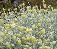 Purple Cushion, Evergreen Bush, Pretty Plant, Leaf Structure, Australian Native Garden, Front Garden Ideas, Coastal Garden, Lemon Flowers, Courtyard Gardens Design