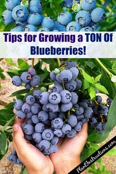 Blueberries Growing, Blueberry Gardening, Gemüseanbau In Kübeln, Aesthetic Gardening, Funny Vine, Growing Blueberries, Gardening Aesthetic, Blueberry Plant, Garden Hacks