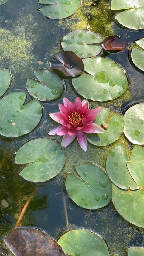 Water Lily Pictures, Water Lilly Aesthetic, Lillie Flower, Lilly Illustration, Lillys Flowers, Lilly Aesthetic, Lotus In Water Painting, Water Lillie’s, Flower Gardening Ideas