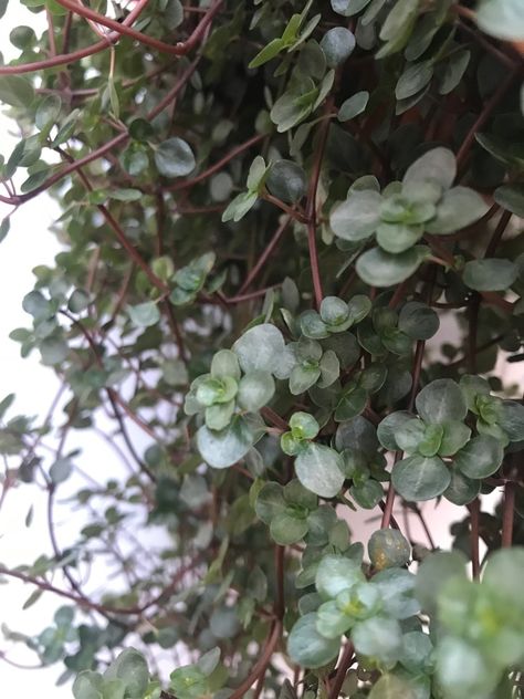 Powdery Mildew, Indoor Jungle, Dry Leaf, Brown Spots, Yellow Leaves, Foliage Plants, House Plant, New Growth, Cacti And Succulents