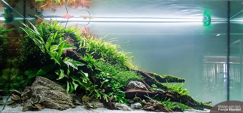 Triangle Aquascape, Aquarium Inspiration, Clearwater Marine Aquarium, Fish Tank Terrarium, Goldfish Tank, Aquascape Design, Fish Tank Design, Indoor Water Garden, Fresh Water Fish Tank