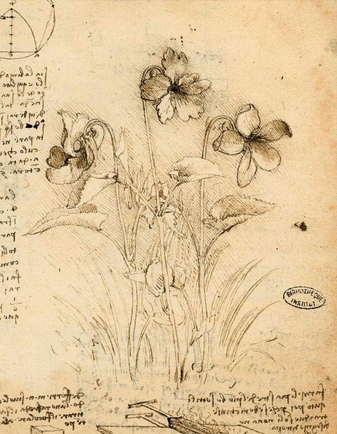 Study of Violets in between notes and sketches for a technique of soldering a lead covering onto a roof. Leonardo Da Vinci