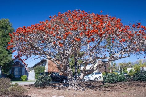 Coral Trees in California at Risk - Erythrina stem borer (ESB) (sometimes also known as the Erythrina twig borer), Terastia meticulosalis, a potentially devastating moth pest of Erythrina spp. (coral trees), has been sighted numerous times in southern California Coral Tree, Spring Flowering Trees, Rainbow Eucalyptus Tree, Rainbow Eucalyptus, Privacy Trees, Live Tree, Fast Growing Trees, Growing Tree, Potting Soil