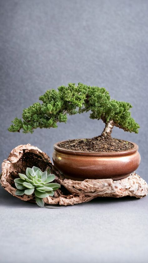 Pre bonsai