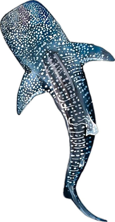 Whale Sharks Drawing, Whale Shark Drawing Tattoo Ideas, Whale Shark Line Drawing, Whale Shark Tattoo Design, Whale Shark Design, Whale Shark Illustration, Paper Mache Whale, Paper Mache Whale Shark, Whale Shark Art