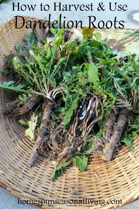 Fall is the perfect time to harvest medicinal roots like dandelion and valerian for use in the home herbal medicine cabinet. Dandelion Root Tincture, Dandelion Tincture, Herbal Medicine Cabinet, Grain Alcohol, Seasonal Living, A Dandelion, Unsaturated Fats, Dandelion Root, Healthy Lifestyle Habits