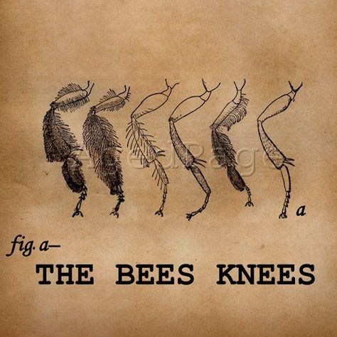 vintage entomology illustration | Insect Art Illustration Vintage Inspired Altered Art by AgedPage The Bees Knees, Francisco Goya, Bee's Knees, Fall Crafts Diy, Insect Art, Words Prints, Bee Art, Illustration Vintage, Wow Art