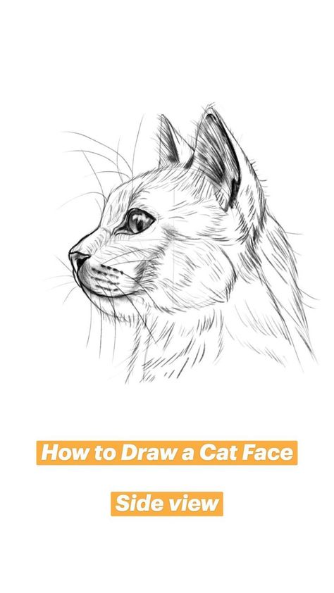 Jun 162021This Pin was created by Drawing with PriLearn How t on PinterestHow to Draw a Cat Face Side view Face Side View, Side View Of Face, Cat Face Drawing, Cat Side, Side View Drawing, Draw A Cat, Cat Drawing Tutorial, Cats Art Drawing, Profile Drawing