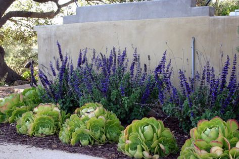 Vineyard Residence - Contemporary - Garden - Santa Barbara - by Carson Douglas Landscape Architecture Drought Tolerant Plants California, Arizona Backyard Landscaping, Inexpensive Landscaping, Backyard Flowers Beds, Modern Garden Landscaping, Xeriscape Landscaping, Arizona Backyard, Cheap Landscaping Ideas, Succulent Landscape Design