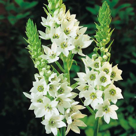 Garden bulbs.  Chincherinchee  Ornithogalum thyrsoides Garden Bulbs, Star Of Bethlehem, Moon Garden, Garden Pictures, Spring Bulbs, Ornamental Plants, White Gardens, Bulb Flowers, Back Garden