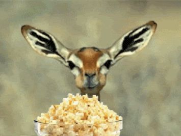 Antelope Eating Popcorn funny animals lol deer popcorn antelope Eating Gif, Eating Popcorn, Cinema Theater, Red Vines, Movie Cinema, Graphics Animation, Salon Ideas, Stay Humble, Carnival Cruise