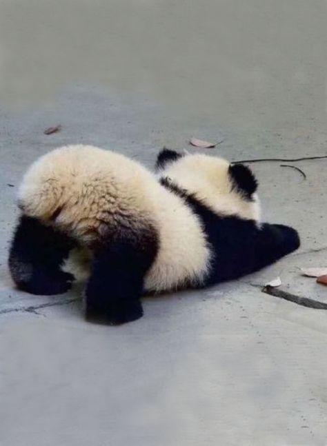 Panda Bears, Animal Love, Panda Bear, Cuteness Overload, Adorable Animals, Animal Kingdom, Too Cute, Fur Babies