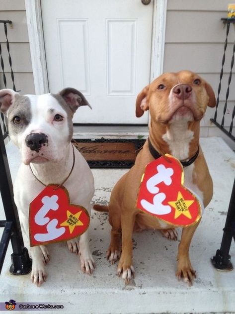 Beanie Babies Costume! How cute are these DIY dog costumes for these pitbulls  As a dog mom, I am in love Beanie Baby Costumes, Cute Dog Halloween Costumes, Cute Dog Costumes, Diy Dog Costumes, Costumes Diy, Pet Halloween Costumes, Dog Halloween Costumes, Family Halloween Costumes, Cute Halloween Costumes