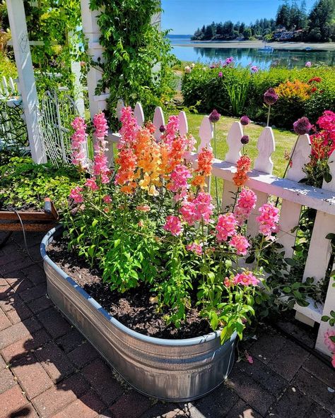 Shiplap and Shells breaks down the process of growing vibrant snapdragons from seed, making it simple for beginners to follow. Garden Aesthetics, Cut Flower Farm, Summer Flowers Garden, Backyard Flowers, Fall Garden Vegetables, Garden Vegetables, Recycled Garden, Cut Flower Garden, Fall Garden