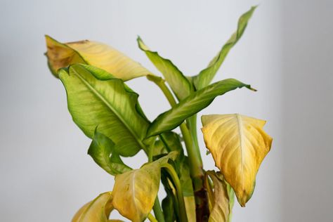 Before you water your plants again, check for signs that you may actually be watering them too much. Yellow Leaves On Plants, Plant Leaves Turning Yellow, Yellow Plants, Ivy Plants, Plant Problems, Propagating Plants, Yellow Leaves, Aquatic Plants, House Plant