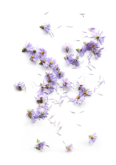 Lavender Still Life Photography, Lavender Petals, Flat Lay Photography, Purple Aesthetic, Spring Colors, Flowers And Leaves, Purple Flowers, Flower Power, Flower Art