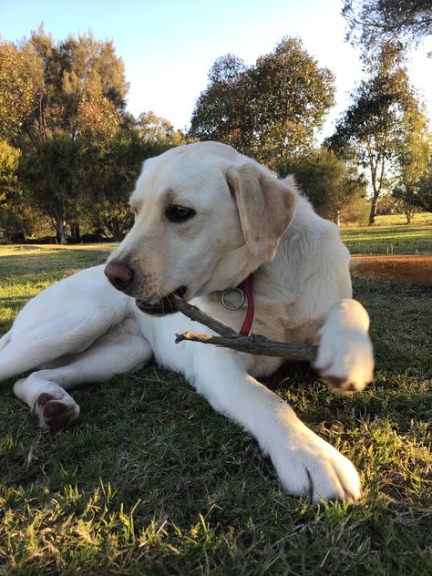 Cream Labrador ✨ Cream Retriever, Cream Labrador, Labrador Tea, Working Labrador Retriever, Sleeping Labrador, S S, Labrador Retriever, Labrador, Cream