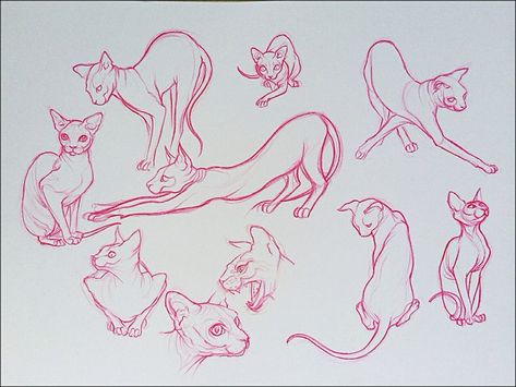 Good Sketches, Sphynx Cat Tattoo, Cat Anatomy, Learning To Draw, Sphinx Cat, Cat Sketch, Desenho Tattoo, Sphynx Cat, Animal Sketches