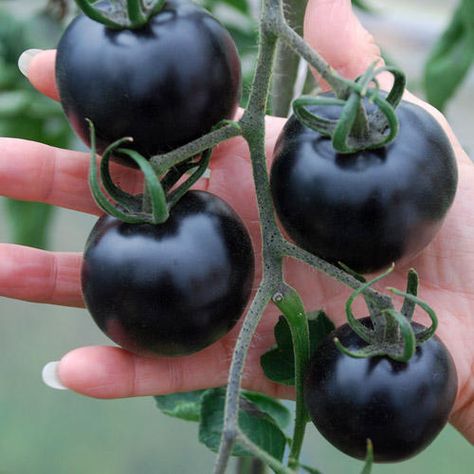 Purple Tomatoes, Black Tomatoes, Tanaman Tomat, Purple Tomato, Tomato Tomato, Varieties Of Tomatoes, Goth Garden, Gothic Garden, Black Garden