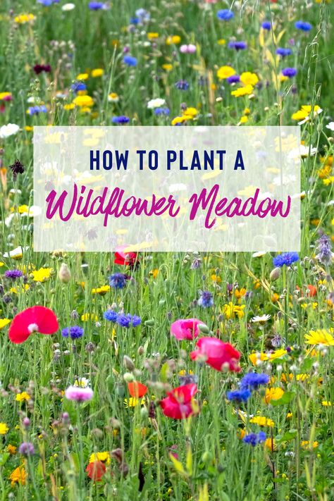 Front Lawn Wild Flowers, Wildflower Mailbox Garden, Kansas Wildflower Garden, How To Create A Wildflower Meadow, Wildflower Meadow Backyard, Wild Flower Meadow Garden, Wild Flower Beds Garden Ideas, Wildflower Patch In Yard, Wild Flower Garden Ideas Backyards