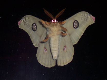 Cute Moths, Cute Moth, Let Me In, Moth, Funny Things, Bugs, Funny Animals, Insects, Funny Stuff