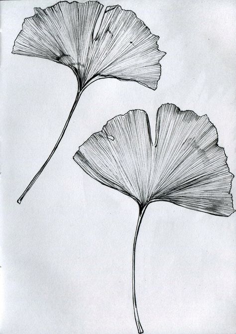 Ginkgo tattoo Blatt Tattoos, Leaves Sketch, Ginkgo Tree, Tattoo Zeichnungen, Japanese Tattoos, Tiny Tattoo, Japanese Tattoo Designs, Inked Magazine, Leaf Drawing