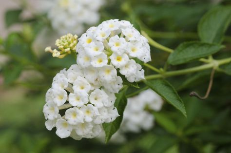 White Lantana, Lantana Plant, Lantana Camara, Red And White Flowers, Colorado State University, Flower Garden Design, Desert Garden, Flower Gardening, Annual Flowers