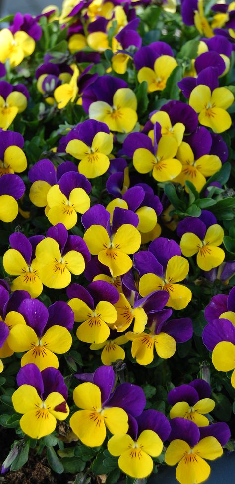 Viola Flowers, Purple And Yellow Flowers, Johnny Jump Up, Gladioli, Purple And Yellow, Flower Beauty, Beautiful Blooms, Dream Garden, Amazing Flowers