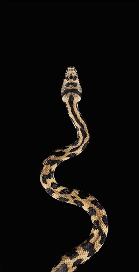 Water Dripping, Cheetah Print Wallpaper, Wild Animal Wallpaper, Snake Wallpaper, Gold Aesthetic, Golden Girl, Print Wallpaper, Animal Wallpaper, Screen Wallpaper