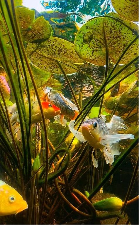 Underwater image of koi and lily pads Butterfly Koi, Beautiful Underwater, Underwater Images, Pond Painting, Underwater Painting, Underwater Art, Water Lilly, Basic Facts, Fish Market