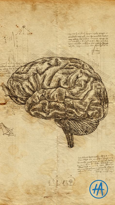 Leonardo Da Vinci Artist Research Page, Brain Labeled Diagram Aesthetic, Victorian Anatomy Drawings, Human Brain Aesthetic, Old Anatomy Illustration, Brain Drawing Aesthetic, Drawing Of Brain, Brain Reference, Brain Drawings