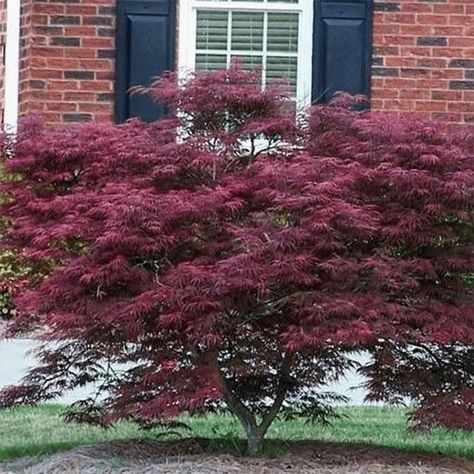 Bonito, Tamukeyama Japanese Maple, Japanese Maple Tree Varieties, Maple Tree Varieties, Japanese Maple Tree Landscape, Maple Tree Landscape, Small Ornamental Trees, Coral Bark Japanese Maple, Cedar Raised Garden Beds