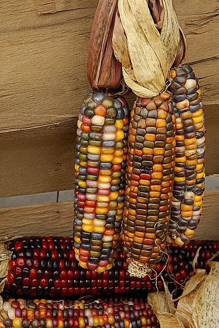 Rainbow Corn, نباتات منزلية, Indian Corn, Yellow Corn, I Love Autumn, Colors Of Fall, Love Autumn, Corn On The Cob, Autumn Wreath