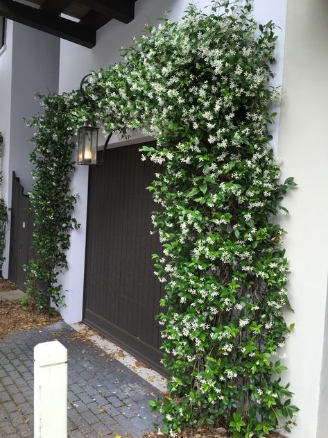 Vines Over Garage, Creeper Plants Ideas, Bougainvillea Aesthetic, Garden Plants Ideas, Creepers Plants, Jasmine Vine, Jasmine Plant, Star Jasmine, Home Landscaping