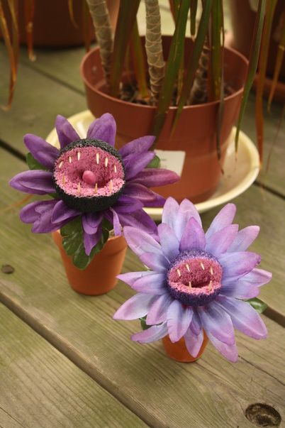 IMG 5032 Halloween Decor Diy, Halloween Forum, Plants Diy, Diy Halloween Decor, Halloween Flowers, Adornos Halloween, Halloween Garden, Halloween Tattoo, Carnivorous Plants