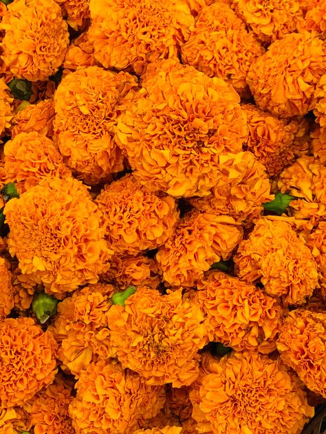 Marigold Benefits, Flowers By Season, Grilling Burgers, Marigold Wedding, Christmas Roses, Wedding Toss, Nature Projects, Different Types Of Flowers, British Flowers