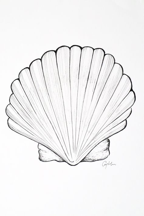 Shell Line Art, Sea Shell Drawing, Sealife Drawing, Shells Illustration, Easy Pen Drawing, Starfish Drawing, Seashell Drawing, Shell Drawing, Seashell Tattoos