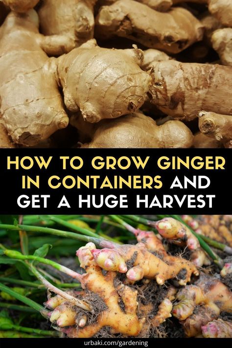 Hydroponic Herbs, Planting Ginger, Grow Turmeric, Growing Ginger, Garden Watering System, Outdoor Herb Garden, Garden Growing, Ginger Benefits, Vegetable Garden Diy