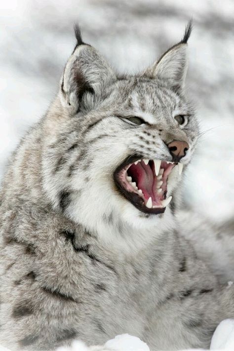 ♡♥Lynx cat with open mouth growl - click on pic to see a full screen pic in a better looking black background♥♡ Eurasian Lynx, Regnul Animal, Exotic Cats, Majestic Animals, Cheetahs, Large Cats, Animal Planet, Lynx, Nature Animals